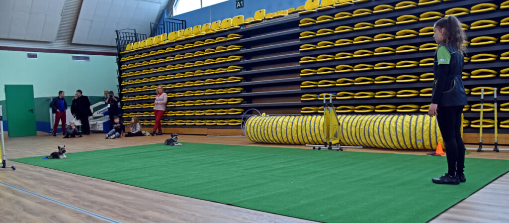 Pokaz zorganizowany przez Fundację "Razem z psem" - hala sportowa MOSiR - WOŚP Krosno 2019