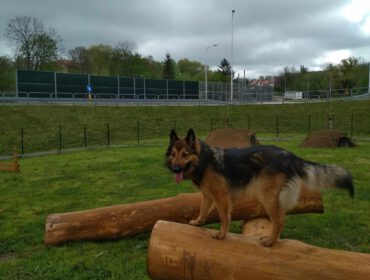 Pierwszy w Krośnie park dla psów, "Psi Park" przy ul. Jagiellońskiej