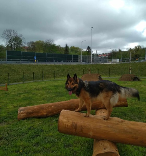 Pierwszy w Krośnie park dla psów, "Psi Park" przy ul. Jagiellońskiej