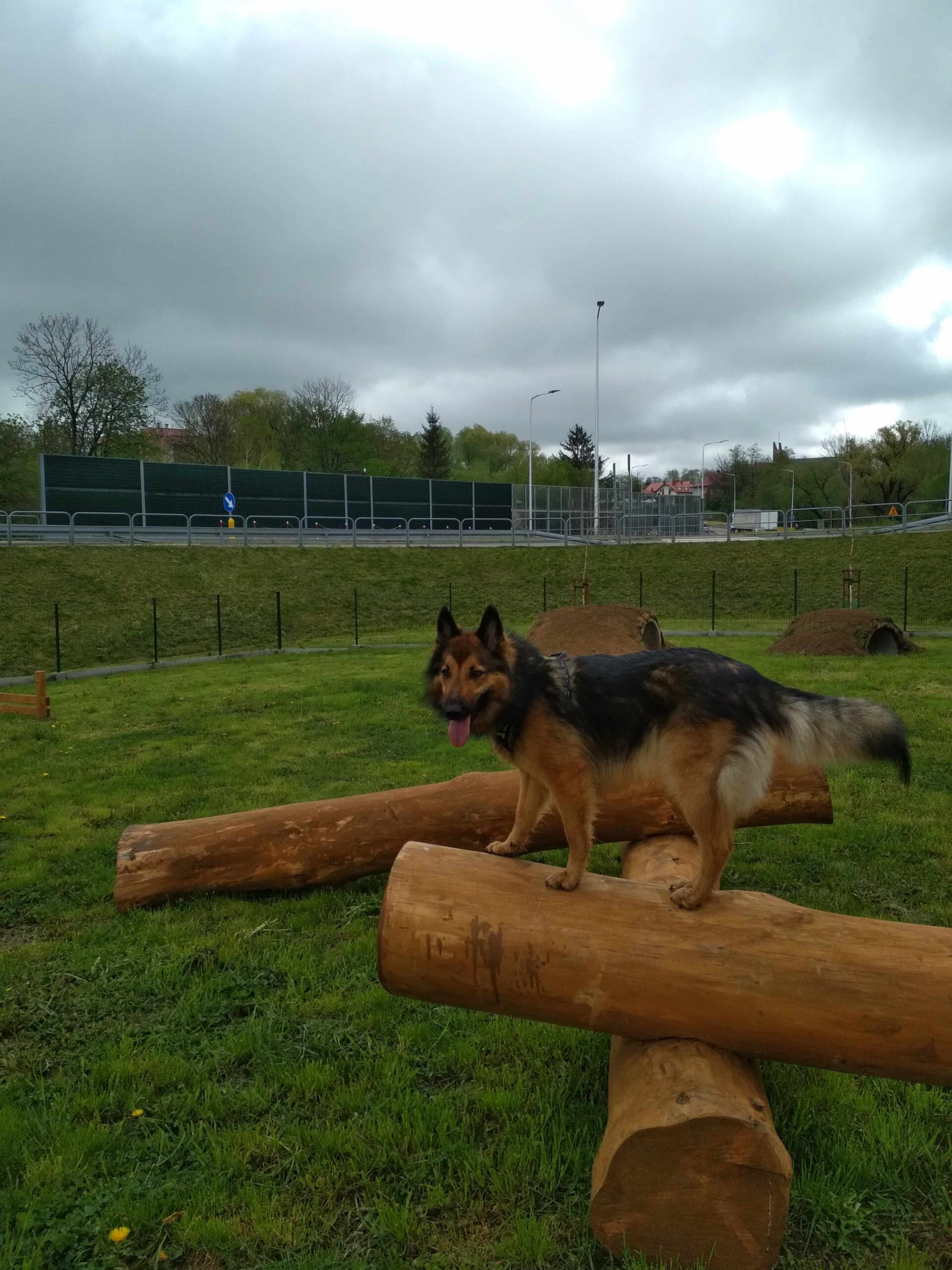 Pierwszy w Krośnie park dla psów, "Psi Park" przy ul. Jagiellońskiej