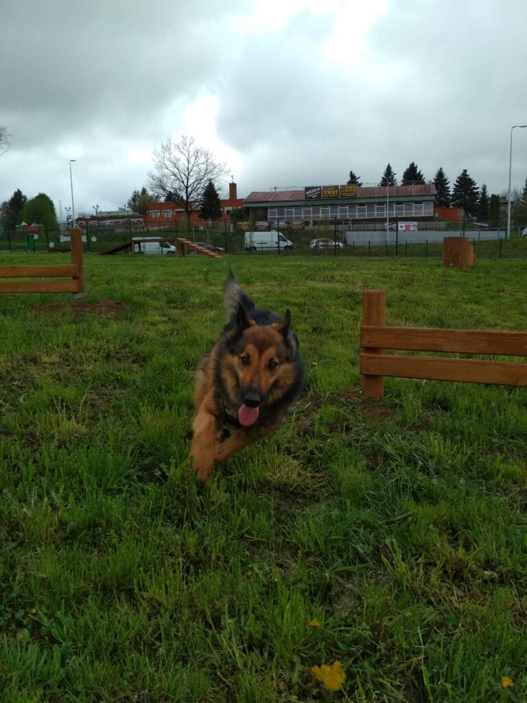 Pierwszy w Krośnie park dla psów, "Psi Park" przy ul. Jagiellońskiej