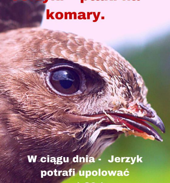 Jerzyk w ciągu dnia potrafi upolować nawet 20 tyś komarów i meszek