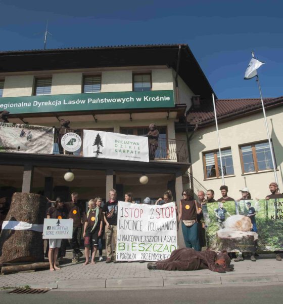 9 sierpnia w Krośnie, pod siedzibą Regionalnej Dyrekcji Lasów Państwowych, odbył się protest Inicjatywy Dzikie Karpaty.