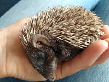 Zlepek to ranny jeż, który jest pod opieką Zielonego Krosna