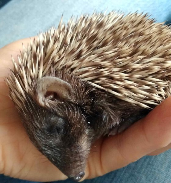 Zlepek to ranny jeż, który jest pod opieką Zielonego Krosna