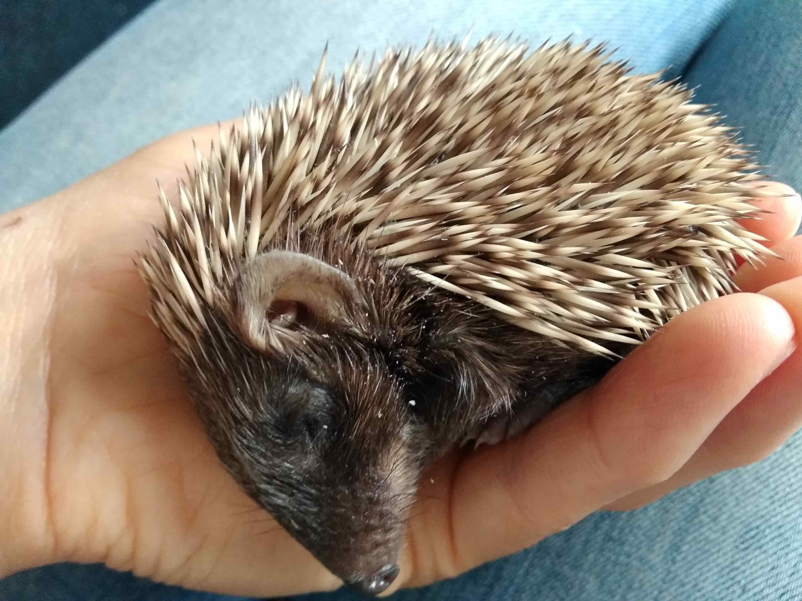 Zlepek to ranny jeż, który jest pod opieką Zielonego Krosna