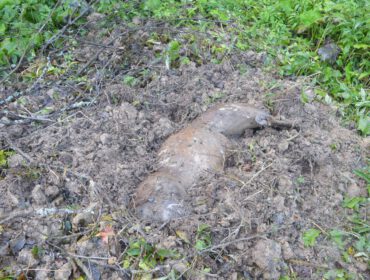 na terenie Nadleśnictwa Brzozów doszło do skłusowania jelenia byka w trakcie rykowiska.