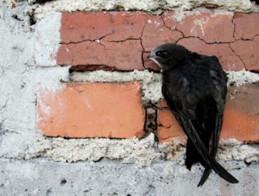 Jerzyki można obserwować na różnych wysokościach, zarówno bardzo wysoko, jak i tuż nad ziemią. W ciągu doby są w stanie złowić nawet do 20 tys. owadów.