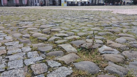 Odchwaszczanie ciągów pieszych usytuowanych na terenie całego miasta będzie prowadzone ręcznie, na części terenów odchwaszczanie prowadzone będzie z zastosowaniem preparatu pochodzenia naturalnego - nie zawierającego glifosatu