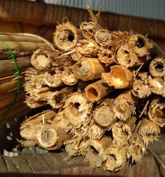 Murarka ogrodowa (Osmia rufa) to jeden z gatunków pszczół samotnic występujących na terenie całej Polski. Nazwa „murarka” pochodzi od czynności związanych z zakładaniem gniazd, gdyż pszczoła ta do ich budowy używa gliny lub piasku zmieszanego ze śliną.