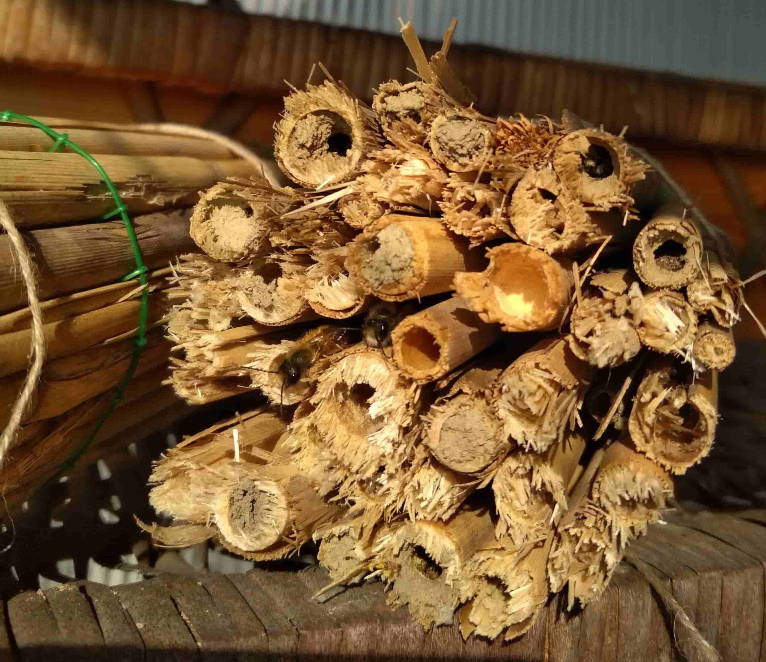 Murarka ogrodowa (Osmia rufa) to jeden z gatunków pszczół samotnic występujących na terenie całej Polski. Nazwa „murarka” pochodzi od czynności związanych z zakładaniem gniazd, gdyż pszczoła ta do ich budowy używa gliny lub piasku zmieszanego ze śliną.