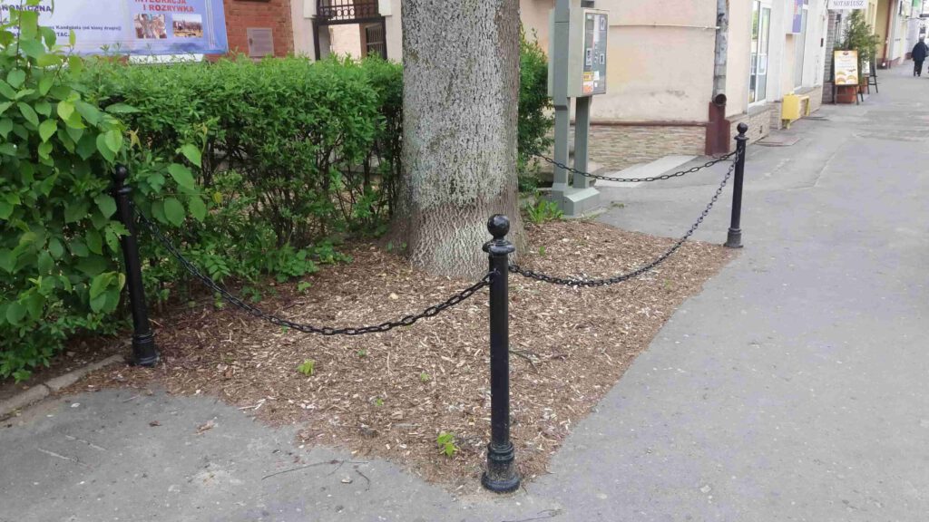 W celu poprawy warunków bytowych drzew przy ul. Staszica usunięto nawierzchnię asfaltową w ich sąsiedztwie.