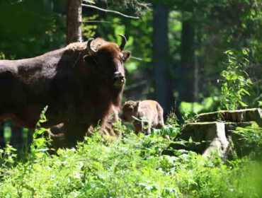 Czwarty żubrzyk w zagrodzie pokazowej w Mucznem . Fot. Tomasz Różycki