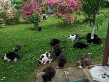 Kociaki na działkach w Rajsach codziennie czekają na osoby, które je dokarmiają