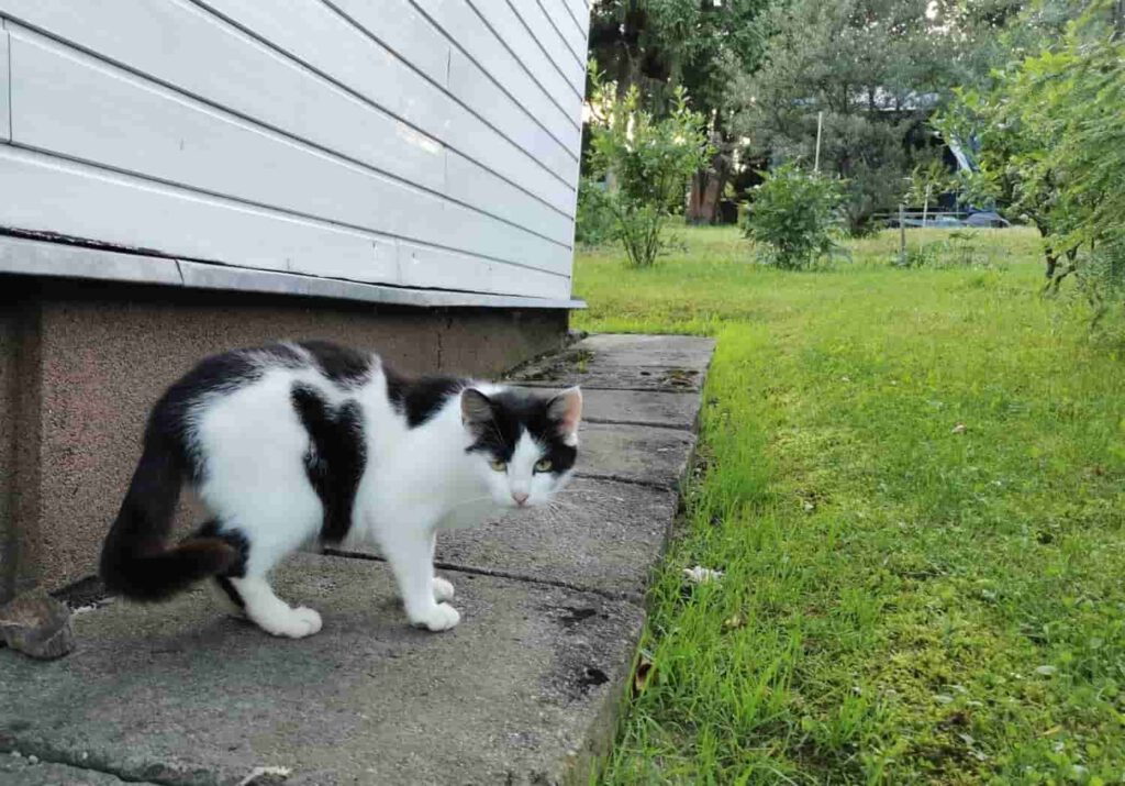 Bella - działkowa kotak czekająca na adopcję