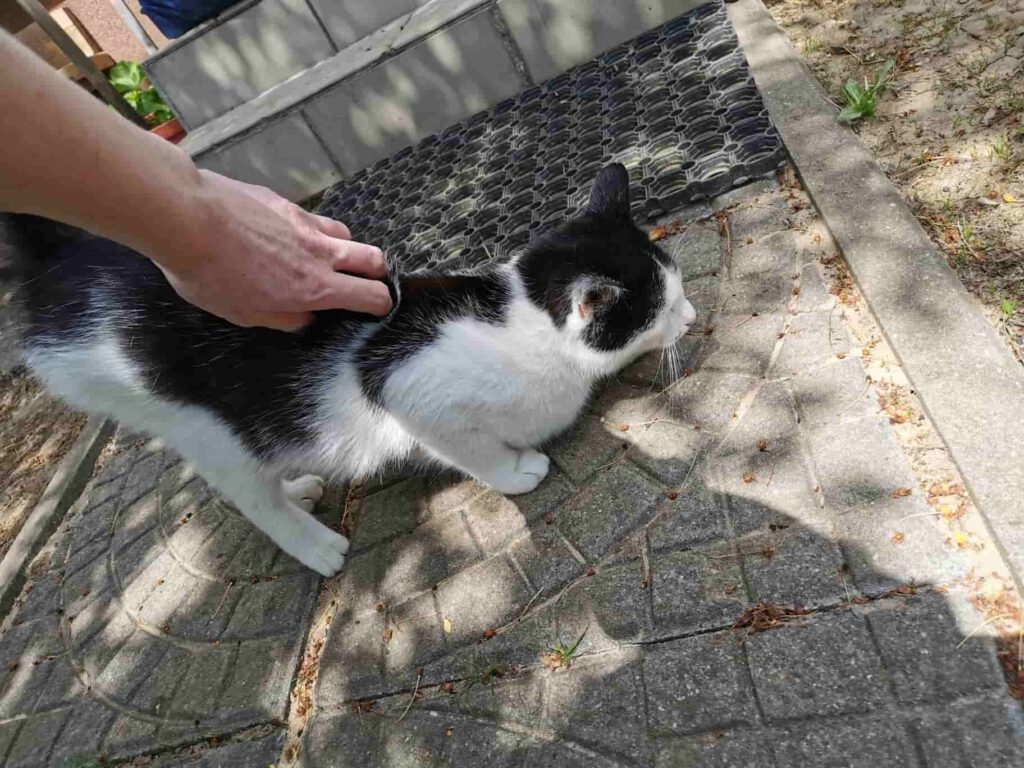 Bella - działkowa kotak czekająca na adopcję