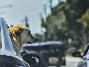Pies nie powinien podróżować samochodem z głową za oknem