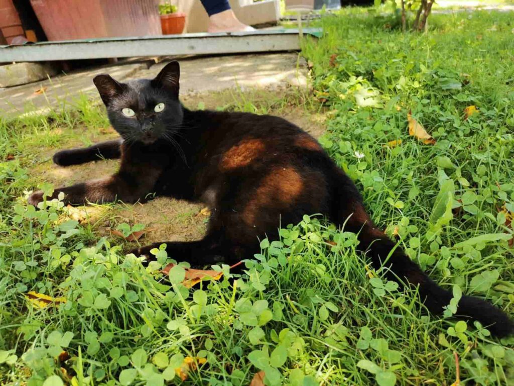 Misiusnia- działkowa kot czekająca na adopcję