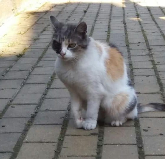 postrzelony kotek