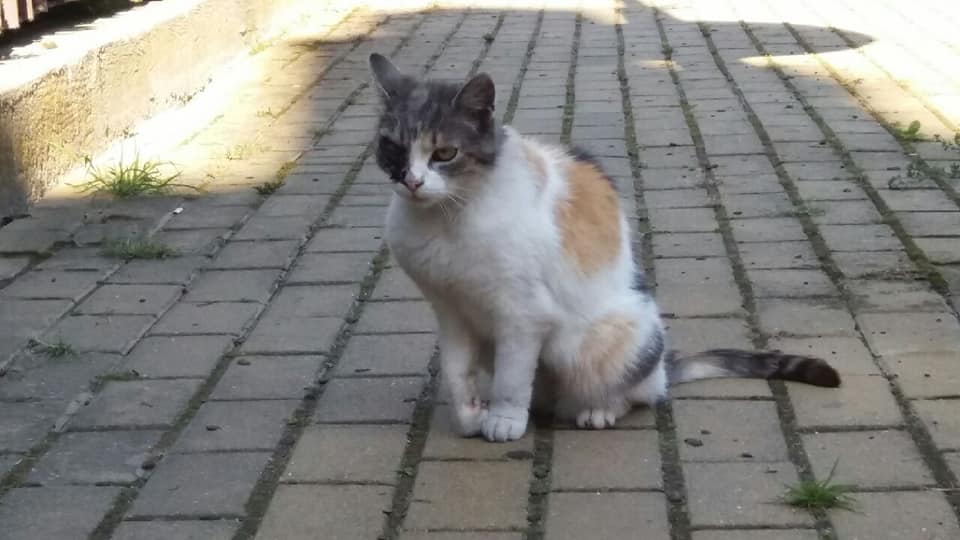 postrzelony kotek