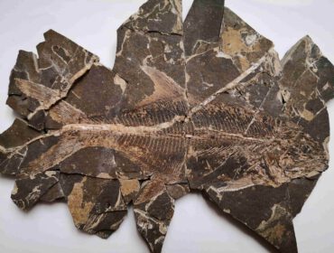 Nowy okaz przynależy do Perciformes (okonikształtnych), najliczniejszego rządu ryb promieniopłetwych.