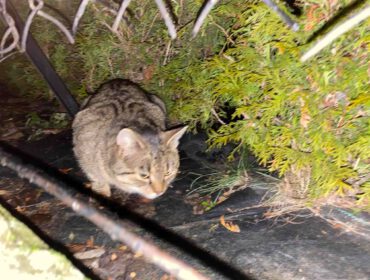 Kotki na działkach w Krośnie jedzą karmę zebraną podczas przedświątecznej zbiorki w RCKP