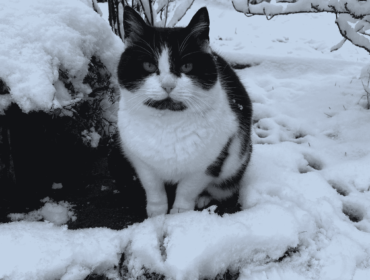 Wolnożyjący kot na działkach w Krośnie