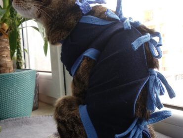 Kotka po zabiegu sterylizacji