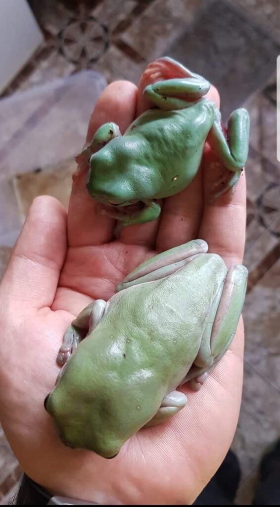 Rzekotki australijskie ( samiec Halyna i większa samica Hosefina)