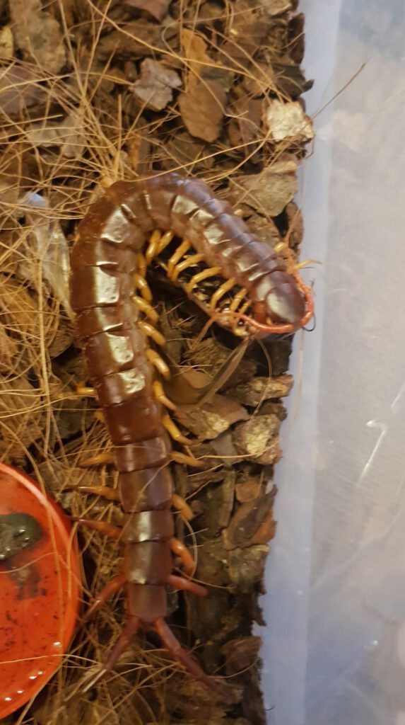 Skolopendra