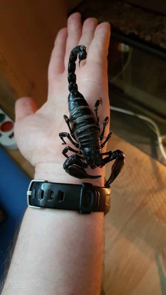 Skorpion Petersi (Hades)