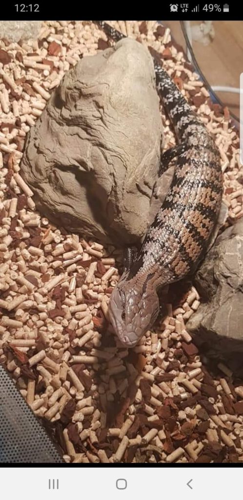 Tilikwa olbrzymia (Saruman)