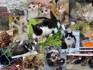 Kolarz ze zdjęć kotów, bezdomniaków i tych, którym udało się znaleźć dom