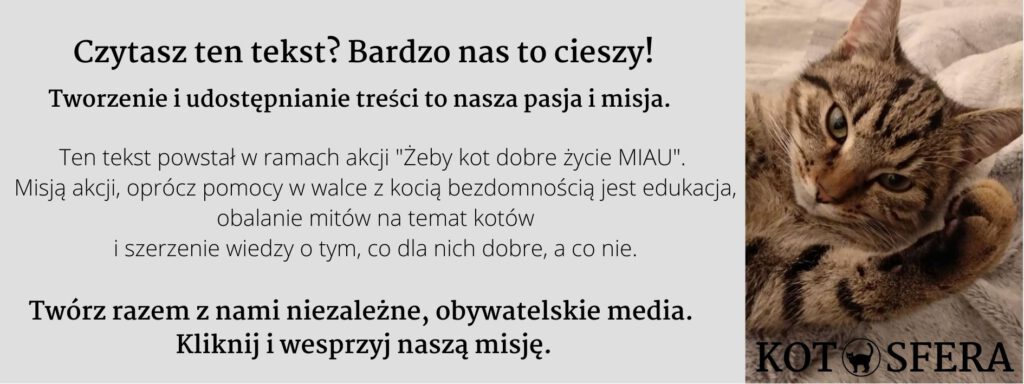 KotoSfera to nowy dział w KrosnoSferze dla miłośników kotów i nie tylko