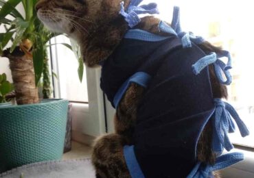 Miasto zachęca do kastracji i czipowania zwierzaków.