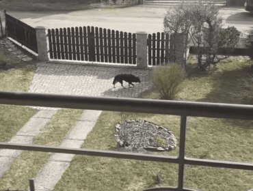 Bezpański pies biegał po posesjach w Jedliczu