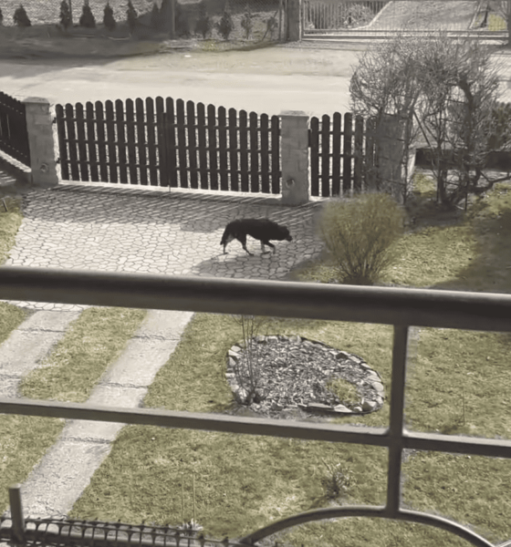 Bezpański pies biegał po posesjach w Jedliczu