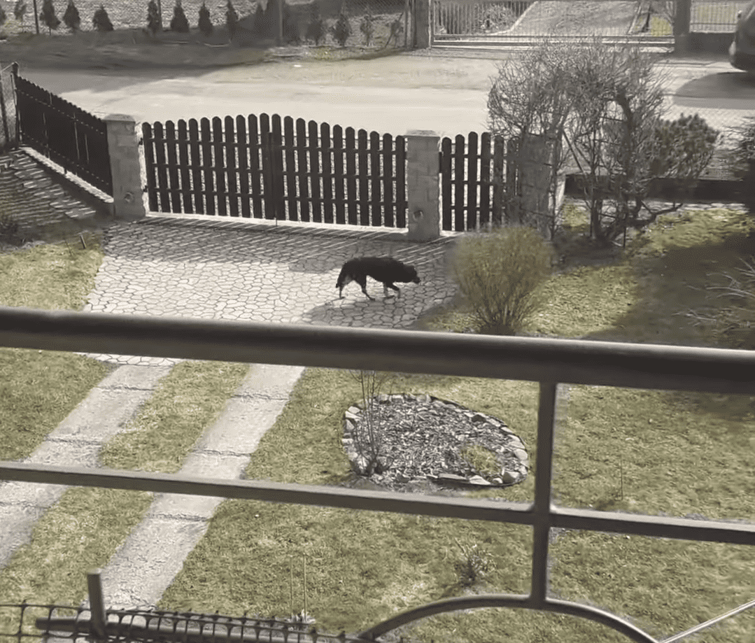 Bezpański pies biegał po posesjach w Jedliczu