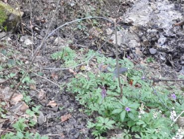 Zdjęcie przedstawia wnyk jako pułapkę na srany. Fot. SL Nadl. Krasiczyn