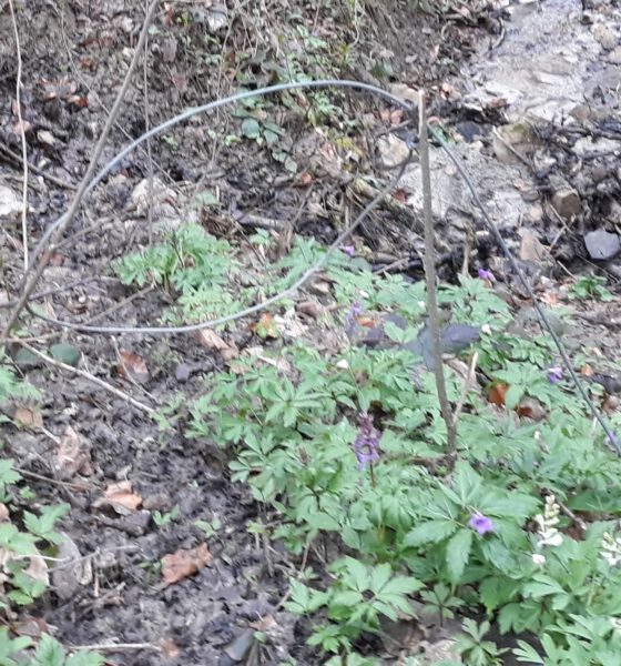 Zdjęcie przedstawia wnyk jako pułapkę na srany. Fot. SL Nadl. Krasiczyn