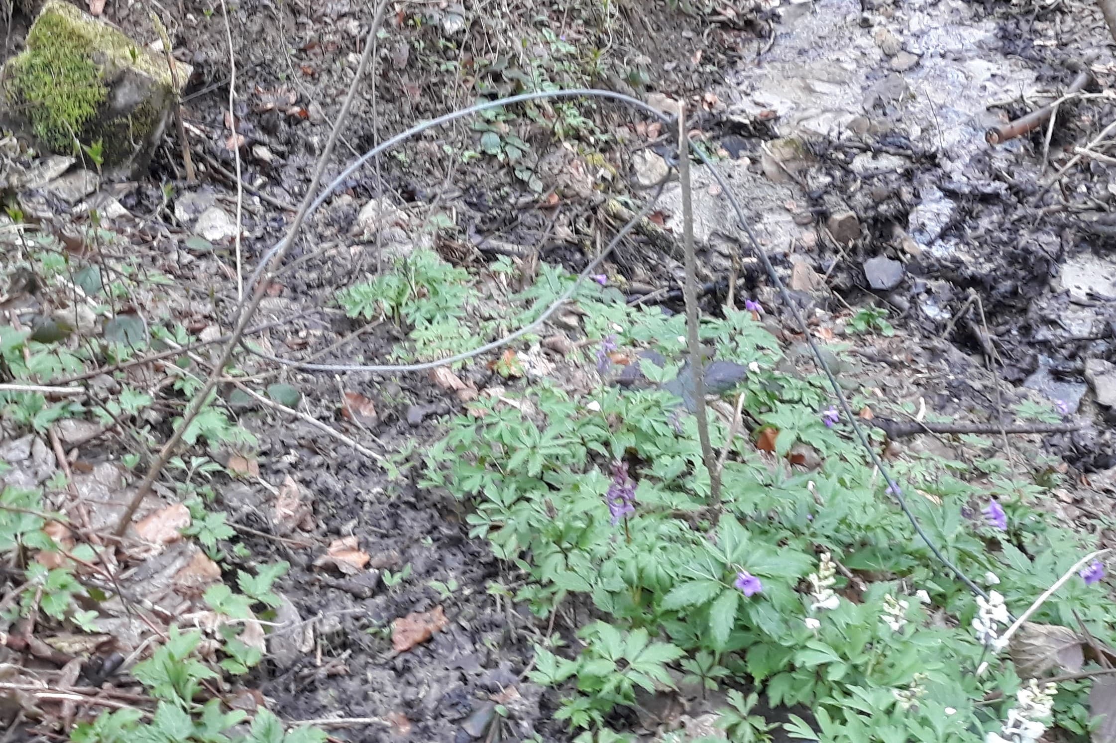 Zdjęcie przedstawia wnyk jako pułapkę na srany. Fot. SL Nadl. Krasiczyn