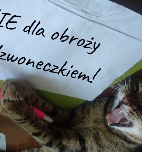 Kotka z długopisem