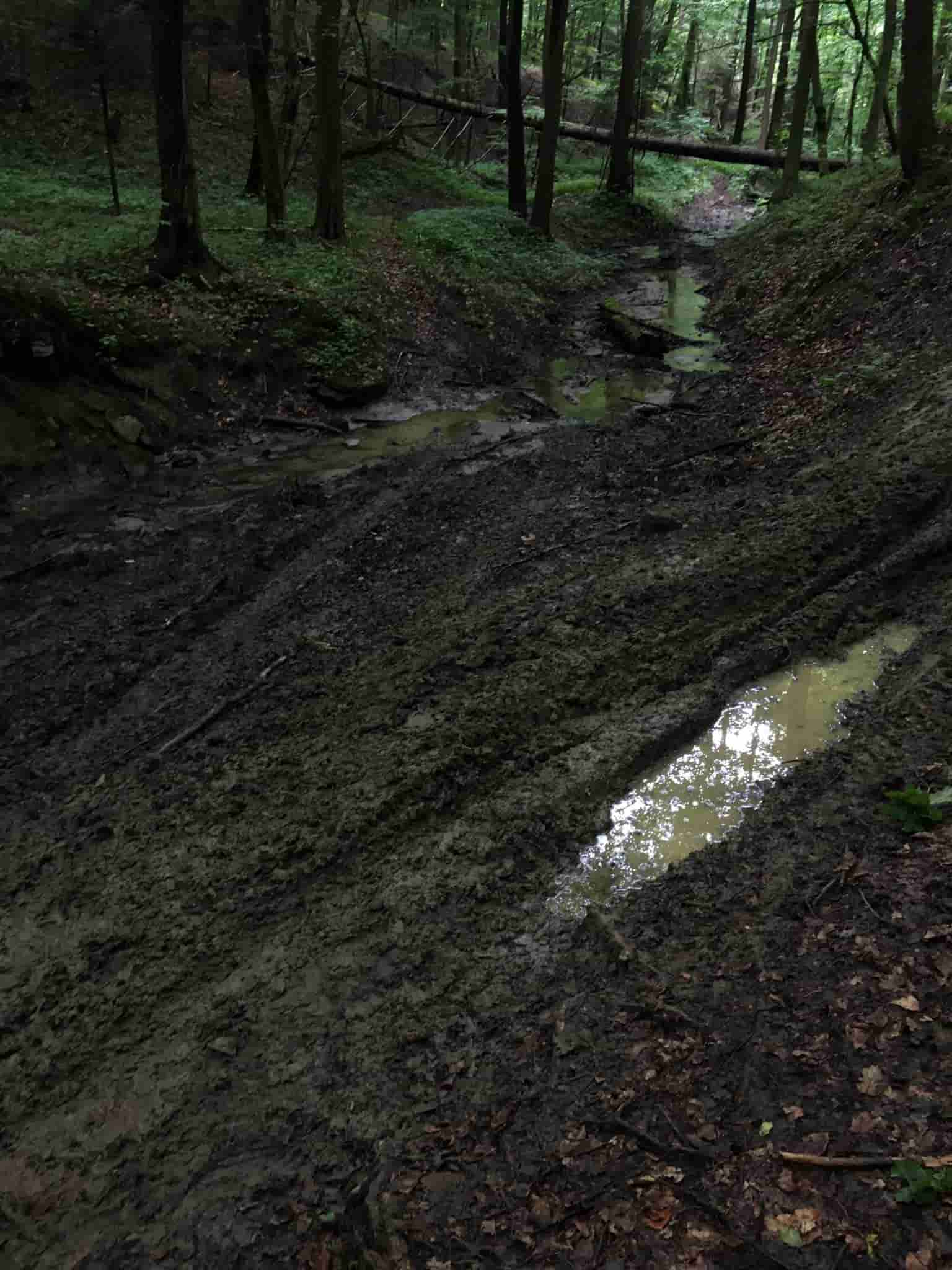 droga w lesie rozjechana przez motocyklistów