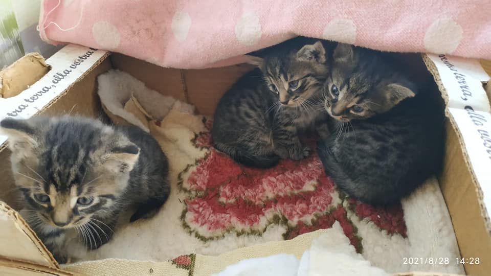 Kocięta do adopcji