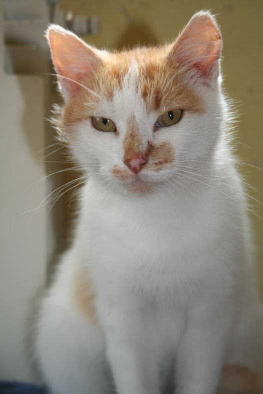 Kotek do adopcji z Kociarni w Krośnie