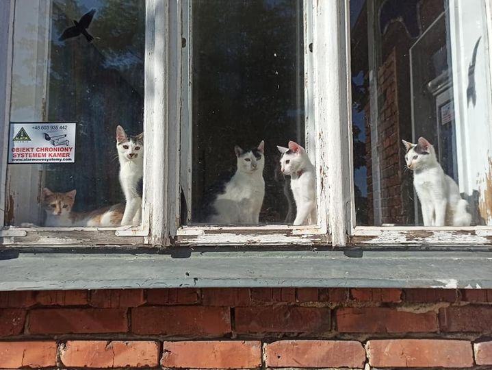 Kotki w kociarni w Krośnie patrzą przez okno