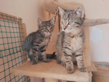 Kotki w kociarni w Krośnie