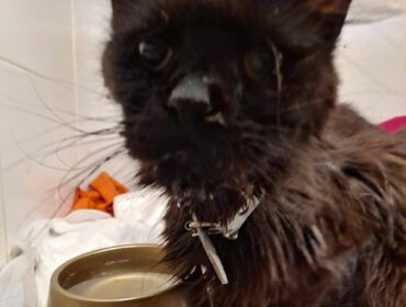 Jeden z chorych kotów odebranych przez OTOZ Animals Krosno i OTOZ Animals Sanok podczas interwencji w Jaśle