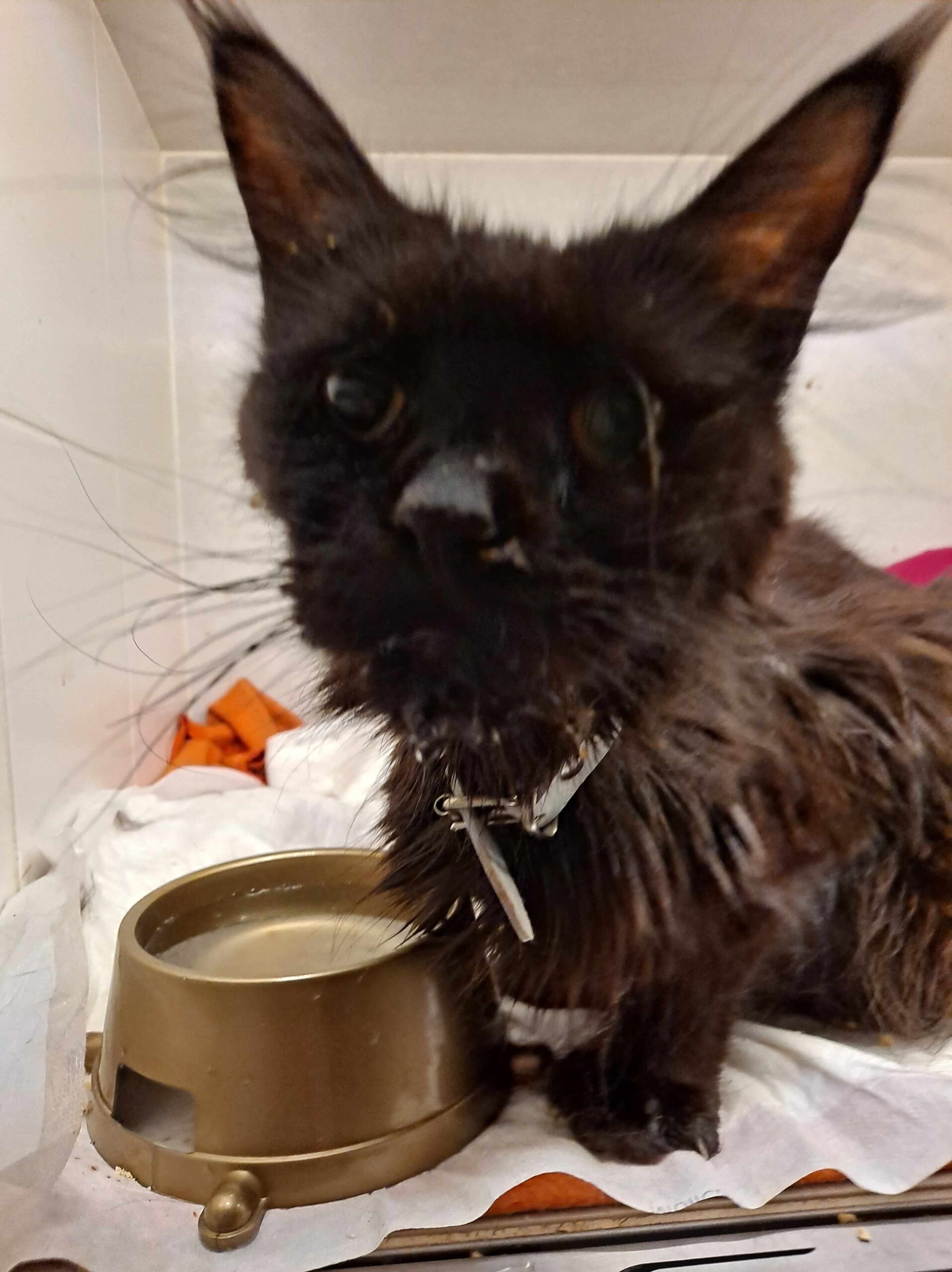 Jeden z chorych kotów odebranych przez OTOZ Animals Krosno i OTOZ Animals Sanok podczas interwencji w Jaśle