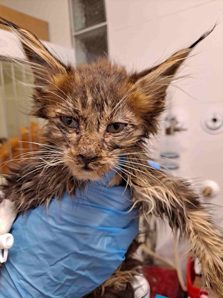 Jeden z chorych kotów odebranych przez OTOZ Animals Krosno i OTOZ Animals Sanok podczas interwencji w Jaśle